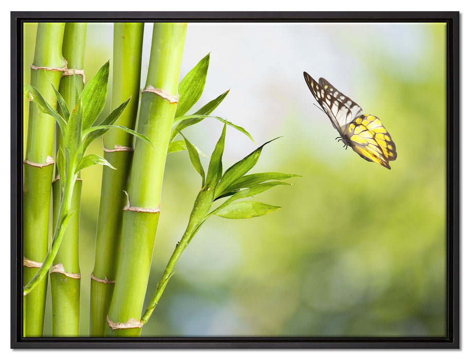Bambus mit Schmetterling auf Leinwandbild gerahmt Größe 80x60