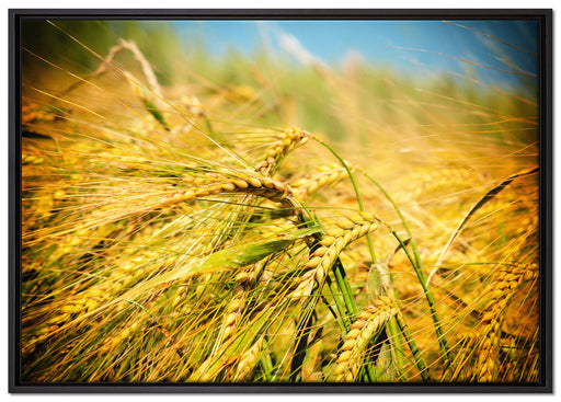 Goldene Getreide Ären auf Leinwandbild gerahmt Größe 100x70