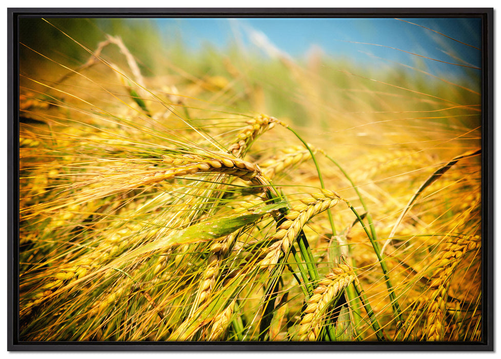 Goldene Getreide Ären auf Leinwandbild gerahmt Größe 100x70