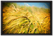 Goldene Getreide Ären auf Leinwandbild gerahmt Größe 60x40