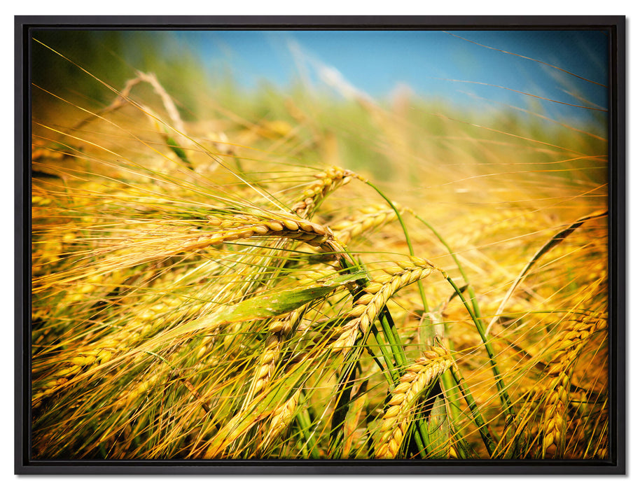 Goldene Getreide Ären auf Leinwandbild gerahmt Größe 80x60