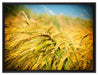 Goldene Getreide Ären auf Leinwandbild gerahmt Größe 80x60
