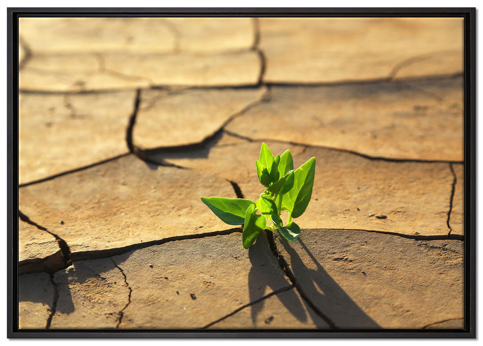 Keimling in ausgetrocknetem Boden auf Leinwandbild gerahmt Größe 100x70
