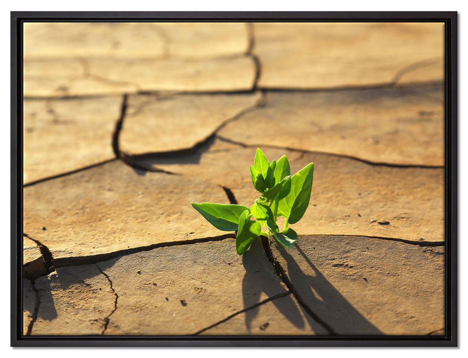 Keimling in ausgetrocknetem Boden auf Leinwandbild gerahmt Größe 80x60