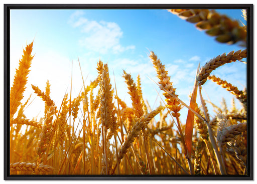 Getreide im Sonnenschein auf Leinwandbild gerahmt Größe 100x70