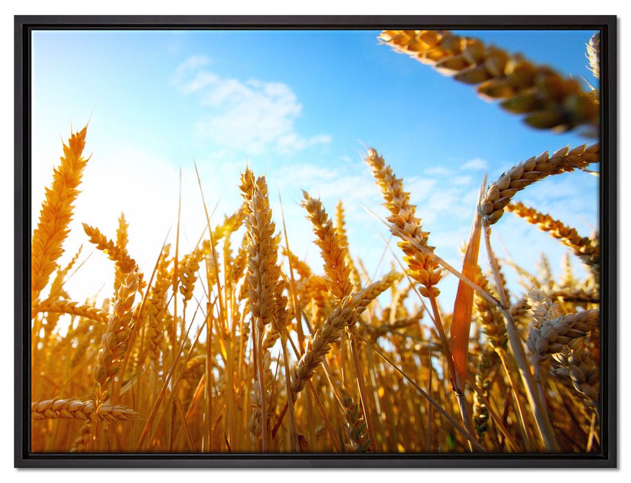 Getreide im Sonnenschein auf Leinwandbild gerahmt Größe 80x60