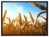Getreide im Sonnenschein auf Leinwandbild gerahmt Größe 80x60