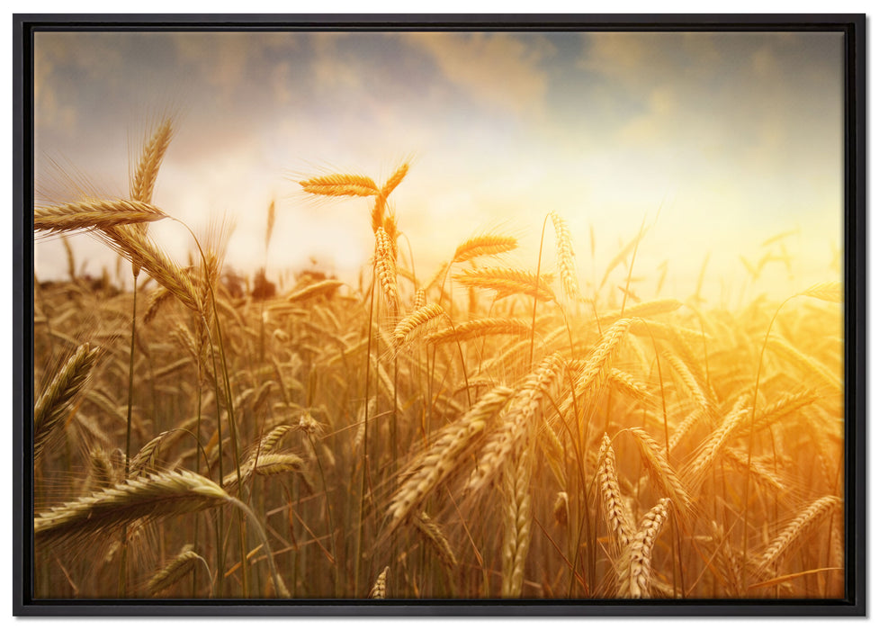 Getreide im Sonnenlicht auf Leinwandbild gerahmt Größe 100x70