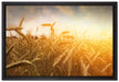 Getreide im Sonnenlicht auf Leinwandbild gerahmt Größe 60x40