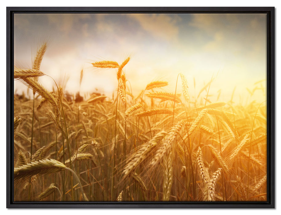 Getreide im Sonnenlicht auf Leinwandbild gerahmt Größe 80x60