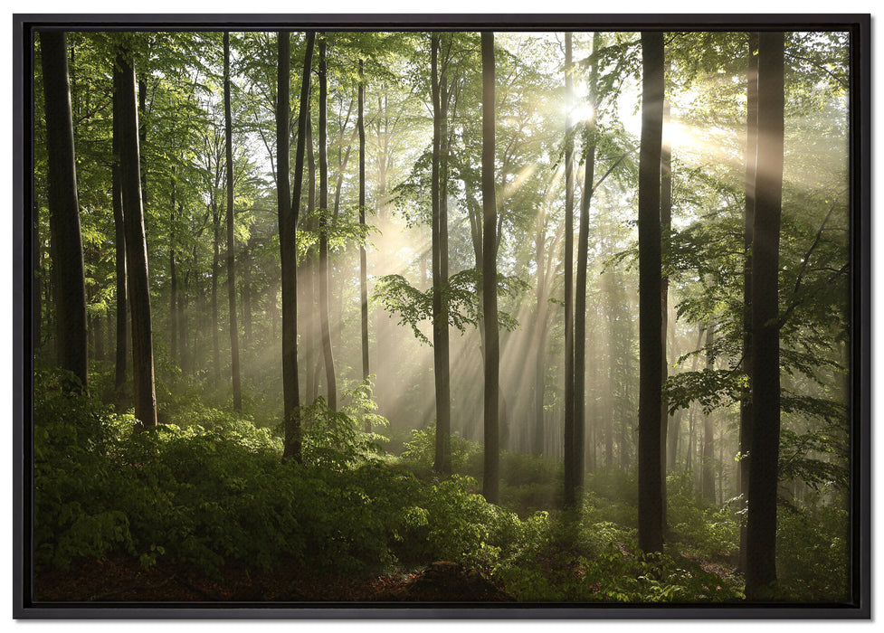 Sonnenstrahlen im Wald auf Leinwandbild gerahmt Größe 100x70