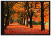 Baumallee im Herbst auf Leinwandbild gerahmt Größe 100x70