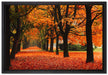 Baumallee im Herbst auf Leinwandbild gerahmt Größe 60x40