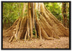 Mächtiger Urwald Baum auf Leinwandbild gerahmt Größe 100x70