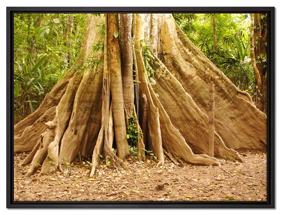 Mächtiger Urwald Baum auf Leinwandbild gerahmt Größe 80x60