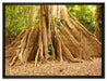 Mächtiger Urwald Baum auf Leinwandbild gerahmt Größe 80x60