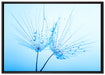 Pusteblumen mit Tautropfen auf Leinwandbild gerahmt Größe 100x70