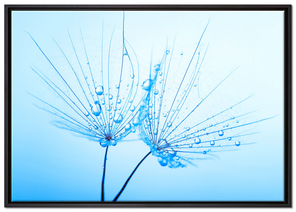 Pusteblumen mit Tautropfen auf Leinwandbild gerahmt Größe 100x70