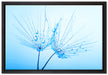 Pusteblumen mit Tautropfen auf Leinwandbild gerahmt Größe 60x40