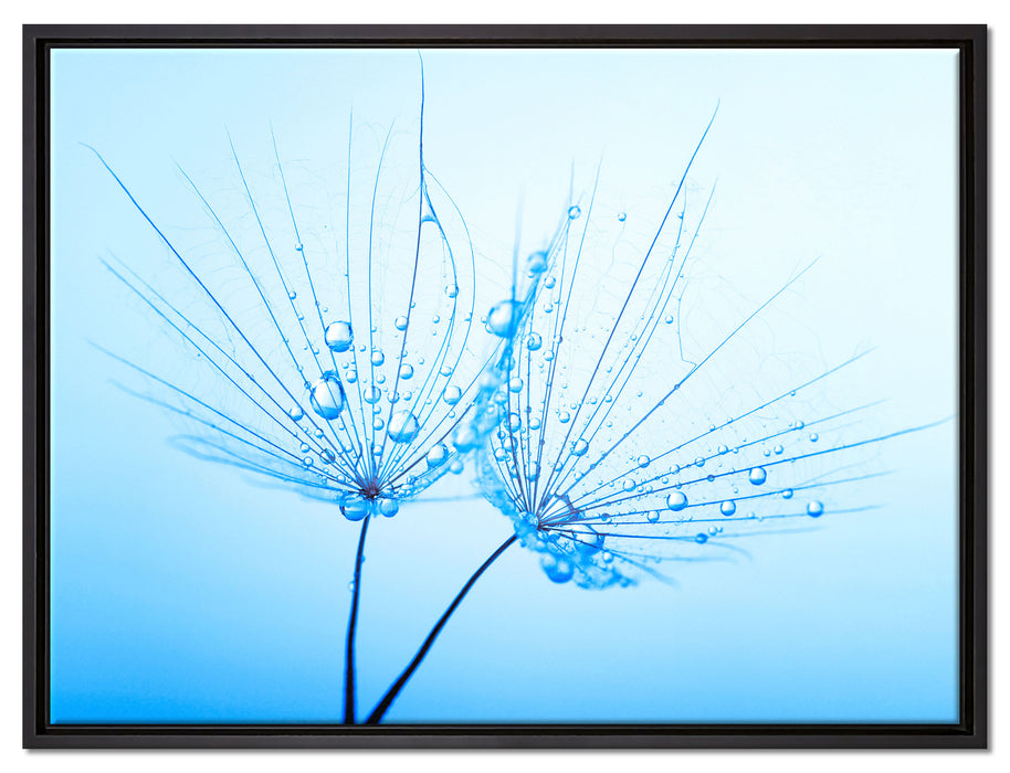 Pusteblumen mit Tautropfen auf Leinwandbild gerahmt Größe 80x60