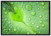 Herz aus Tautropfen Blatt auf Leinwandbild gerahmt Größe 100x70