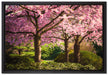 Rosa blühende Kirschbäume auf Leinwandbild gerahmt Größe 60x40
