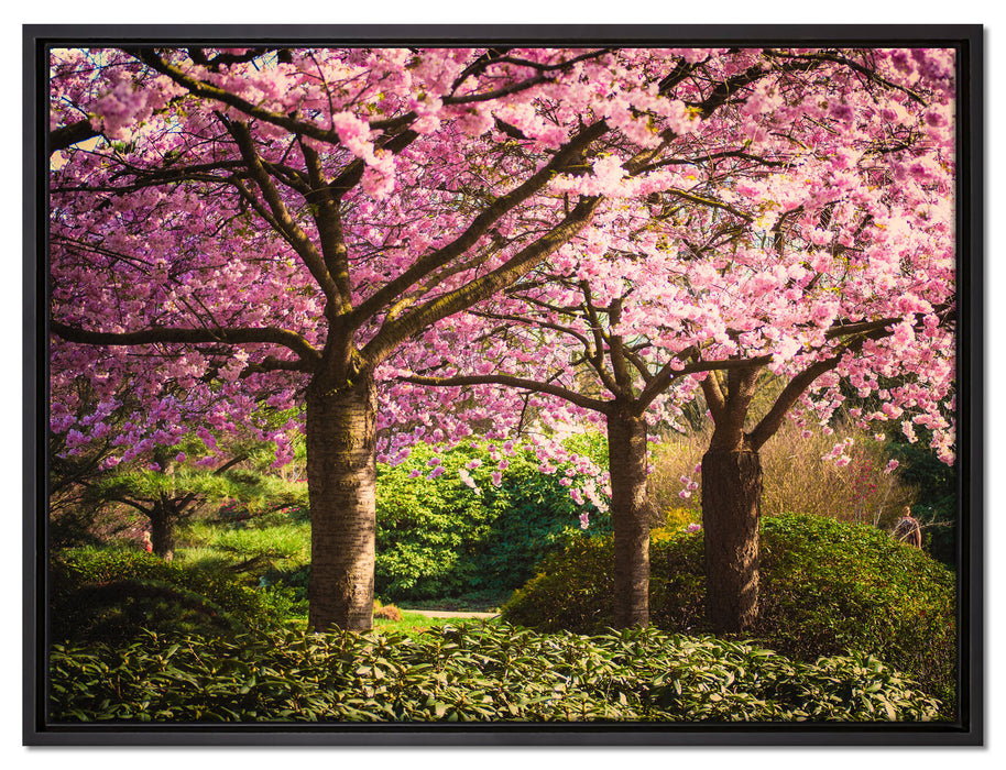 Rosa blühende Kirschbäume auf Leinwandbild gerahmt Größe 80x60