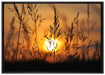 Gras bei Sonnenuntergang auf Leinwandbild gerahmt Größe 100x70