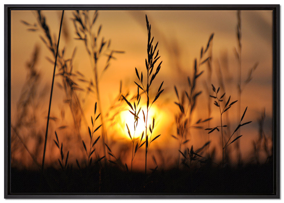 Gras bei Sonnenuntergang auf Leinwandbild gerahmt Größe 100x70