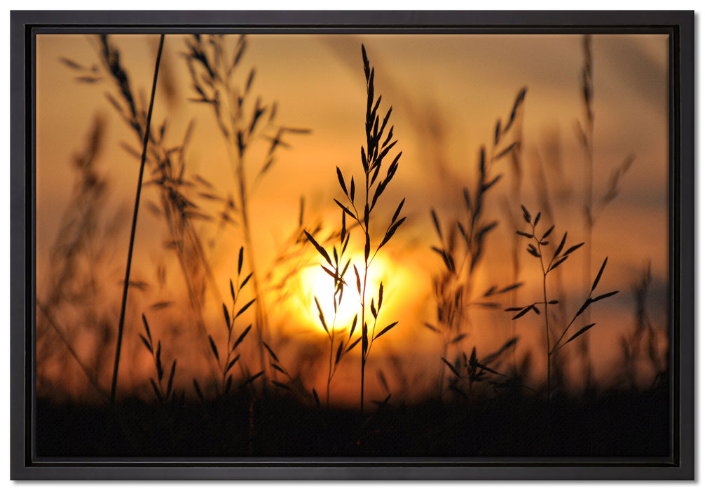 Gras bei Sonnenuntergang auf Leinwandbild gerahmt Größe 60x40