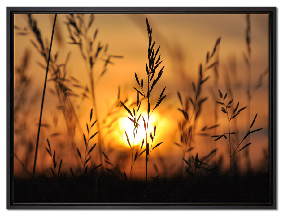 Gras bei Sonnenuntergang auf Leinwandbild gerahmt Größe 80x60