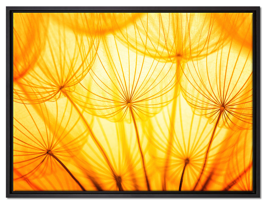 Pusteblumen oranges Licht auf Leinwandbild gerahmt Größe 80x60
