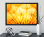 Pusteblumen oranges Licht auf Leinwandbild gerahmt mit Kirschblüten