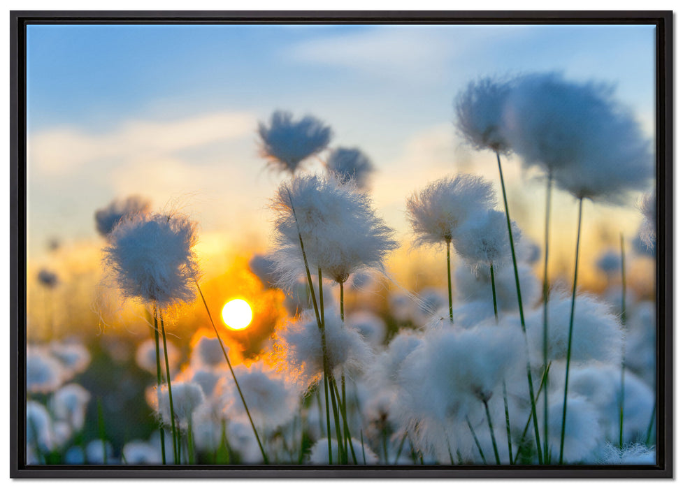 Baumwollblüten im Sonnenuntergang auf Leinwandbild gerahmt Größe 100x70