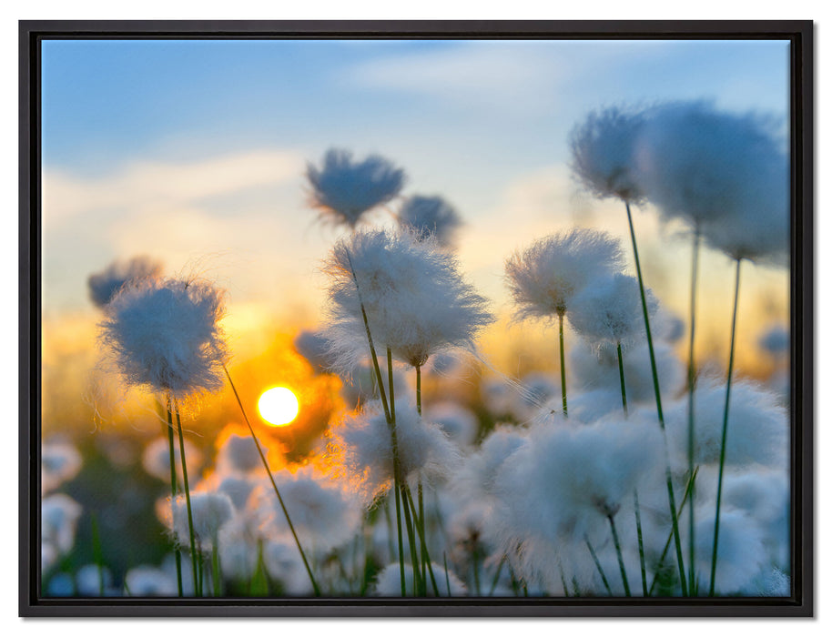 Baumwollblüten im Sonnenuntergang auf Leinwandbild gerahmt Größe 80x60