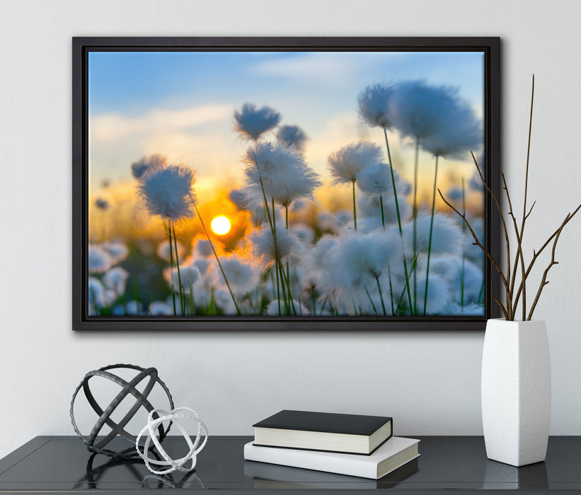 Baumwollblüten im Sonnenuntergang auf Leinwandbild gerahmt mit Kirschblüten