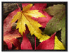 Bunte Herbstblätter auf Leinwandbild gerahmt Größe 80x60