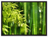 Bambus mit Blättern auf Leinwandbild gerahmt Größe 80x60