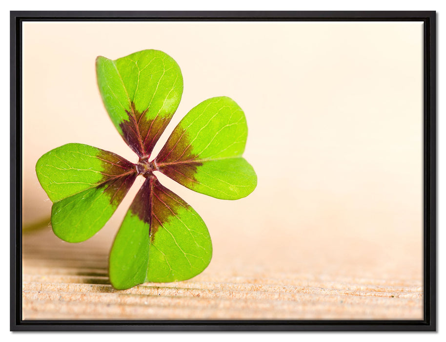 Glücks Kleeblatt mit 4 Blättern auf Leinwandbild gerahmt Größe 80x60