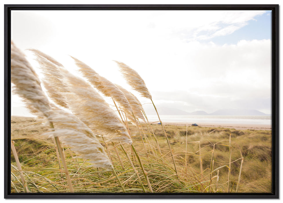 Schönes Schilf in den Dünen auf Leinwandbild gerahmt Größe 100x70