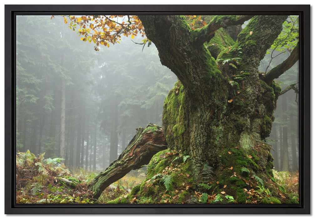 Dicker Baum im Wald im Moos auf Leinwandbild gerahmt Größe 60x40