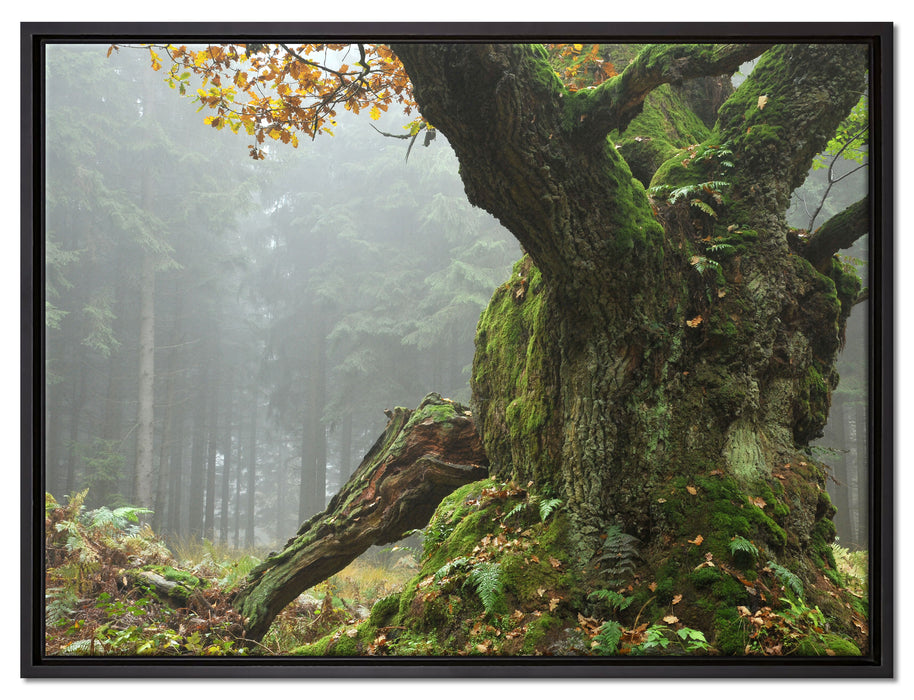 Dicker Baum im Wald im Moos auf Leinwandbild gerahmt Größe 80x60