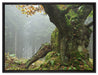 Dicker Baum im Wald im Moos auf Leinwandbild gerahmt Größe 80x60