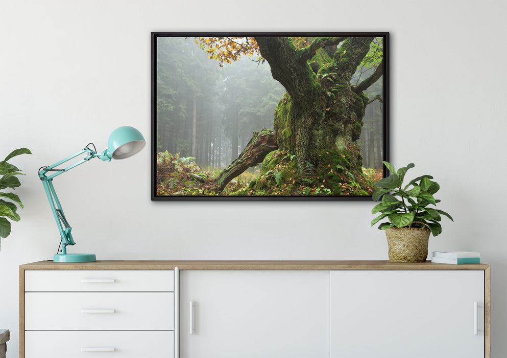 Dicker Baum im Wald im Moos auf Leinwandbild gerahmt verschiedene Größen im Wohnzimmer