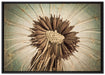 Vertrocknete Pusteblume auf Leinwandbild gerahmt Größe 100x70