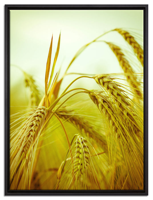 Wunderschönes Getreide auf Leinwandbild gerahmt Größe 80x60