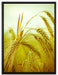 Wunderschönes Getreide auf Leinwandbild gerahmt Größe 80x60