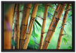 Alter Bambus Wald auf Leinwandbild gerahmt Größe 60x40