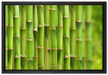 Grüner frischer Bambus auf Leinwandbild gerahmt Größe 60x40