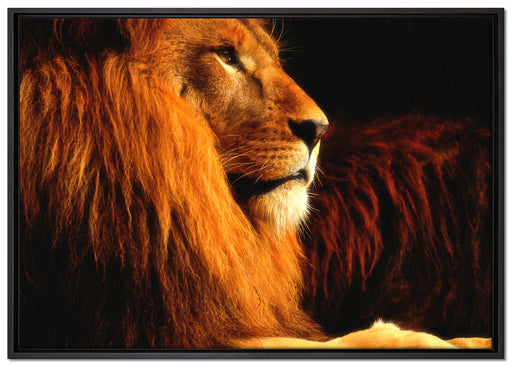 Majestätischer stolzer Löwe auf Leinwandbild gerahmt Größe 100x70